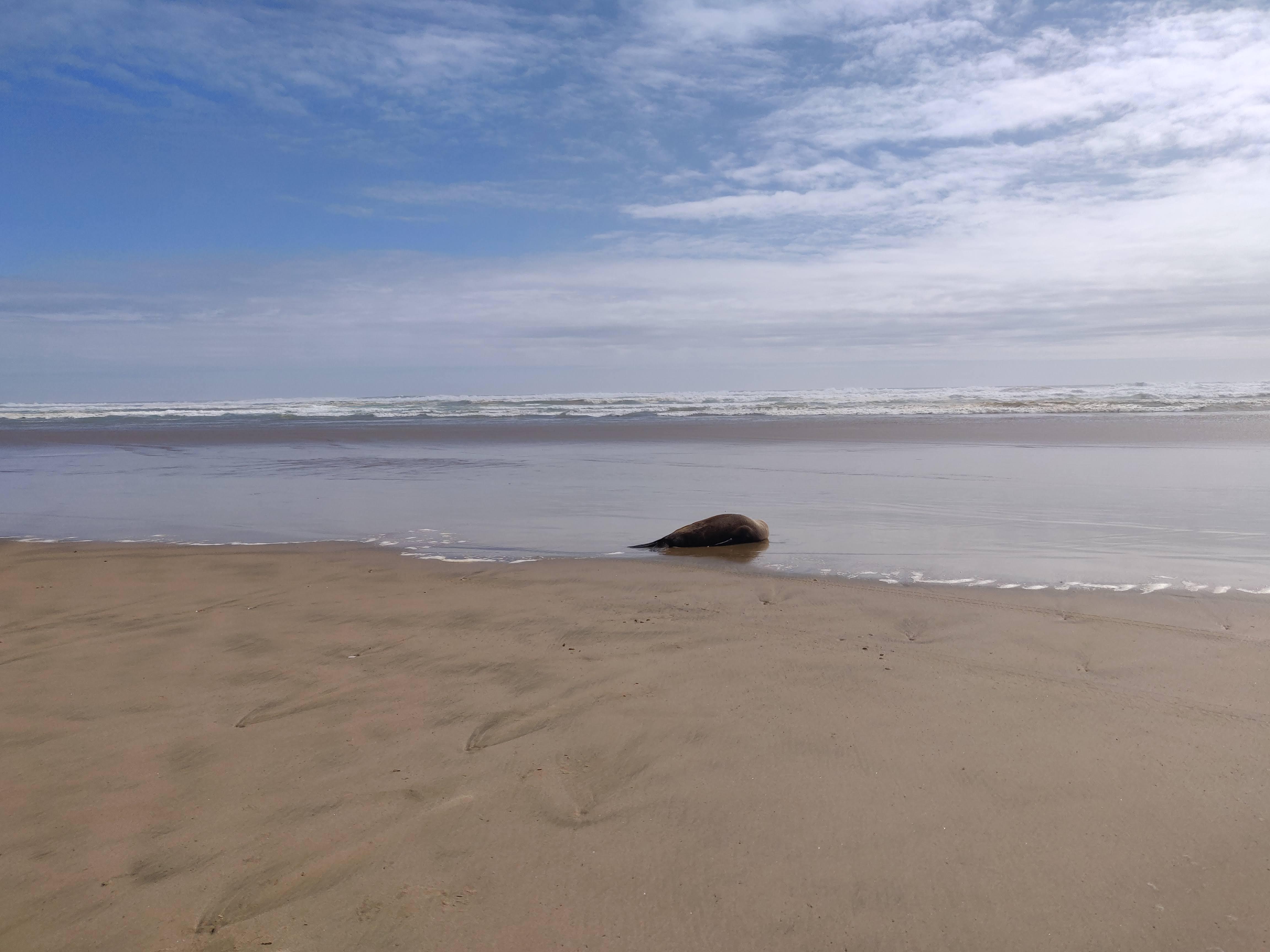 image of a seal resting on the beach