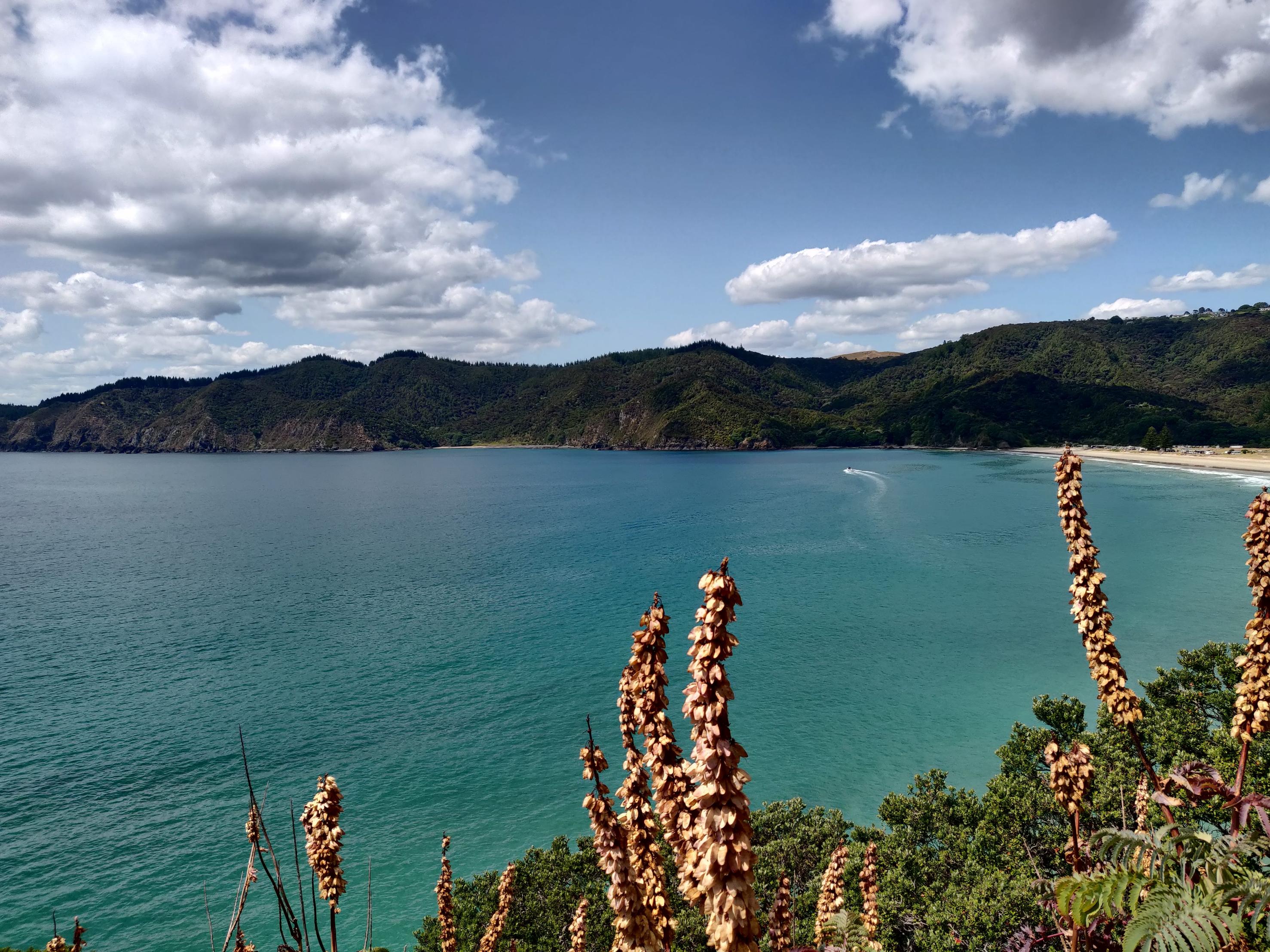 image of the ocean with flora in the foreground and rolling hills in the background