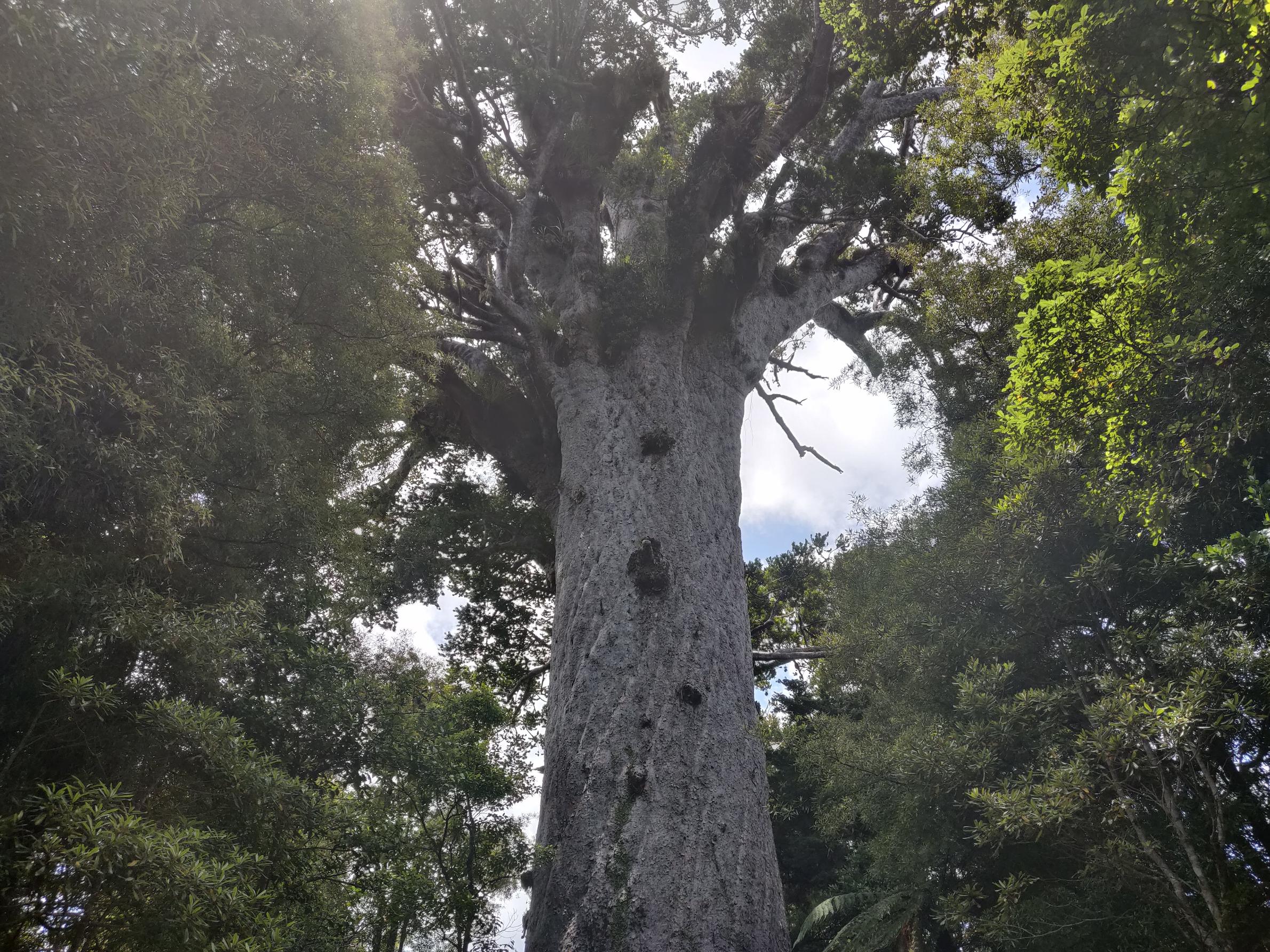 image of a very tall and old tree